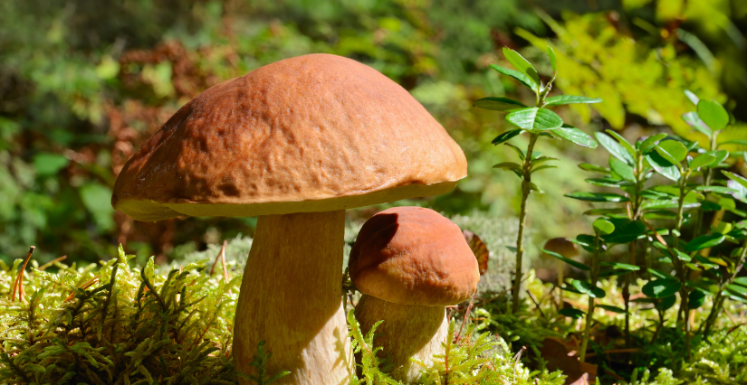 Sortie découverte "Les champignons" au Domaine de Restinclières à Prades-le-Lez