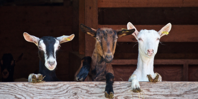 Ferme de Bouzigues, une balade familiale avec les animaux de la ferme