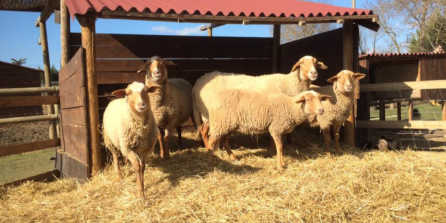 La P'tite Ferme, une sortie ludique au Nord de Montpellier