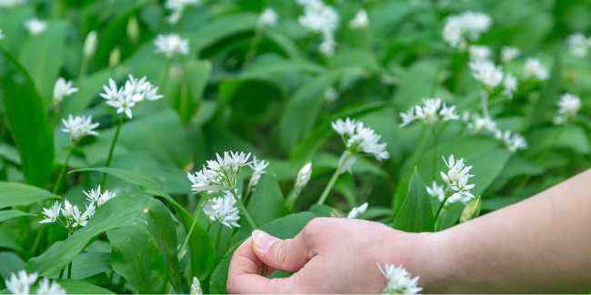 Balade Cueillette Des Plantes Comestibles À Olargues | Kidiklik