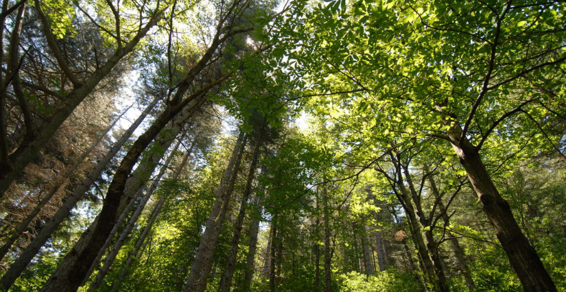 Randonnée en famille "Promenons-nous dans les bois..."