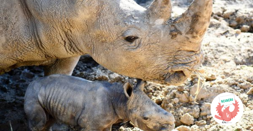 Zoo de Montpellier, à la découverte du monde sauvage 